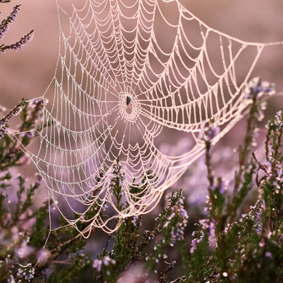 Meet your Posher, Clay - Picture 2 of 3